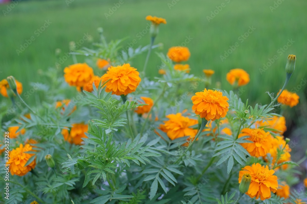 Paper Flower or Zinnia is a genus of sunflower tribal plants in the daisy family. Paper Flower or Zinnia is a genus of sunflower tribal plants in the daisy family.