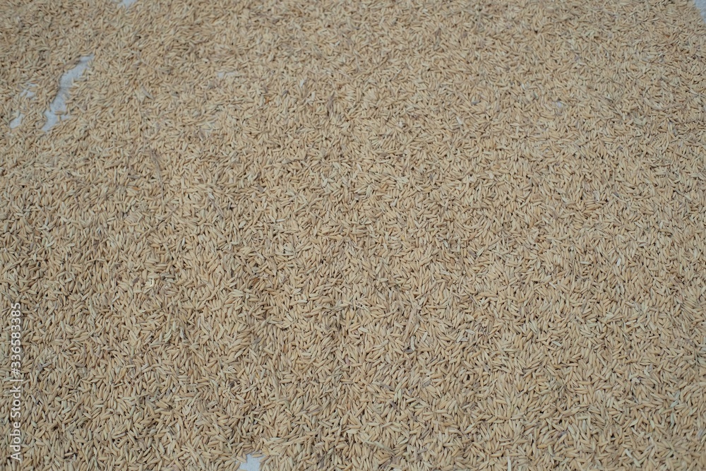 The harvested rice is being dried in the sun. Stock of food when facing a disaster needs to be maintained The harvested rice is being dried in the sun. Stock of food when facing a disaster needs to be maintained