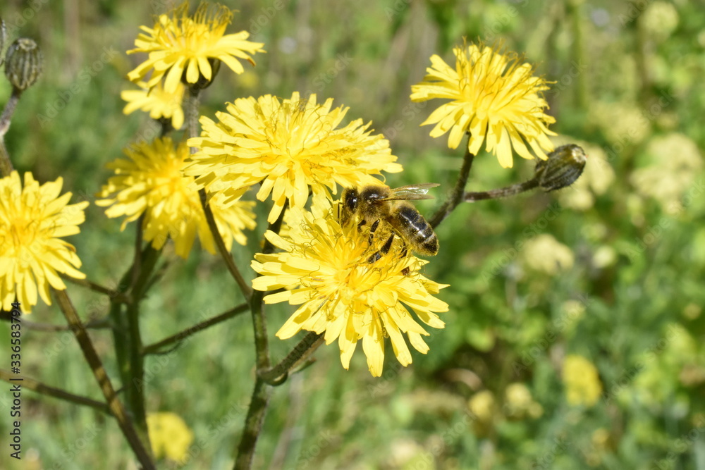 abeilles abeilles