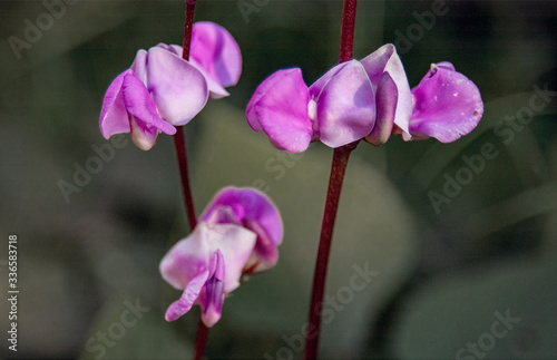 pink and purple