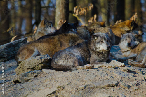 Timberwolf oder Amerikanischer Grauwolf Rudel  Canis lupus lycaon 