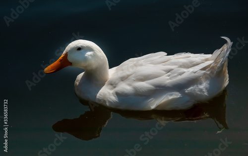 white duck swimming in a lake