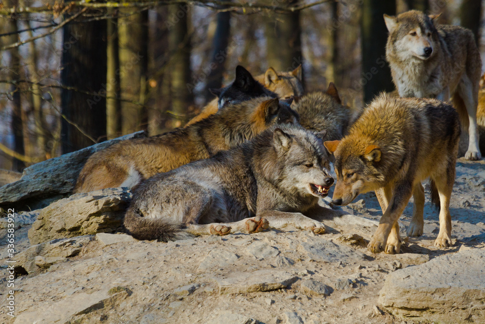 Timberwolf oder Amerikanischer Grauwolf (Canis lupus lycaon) Timberwolf oder Amerikanischer Grauwolf (Canis lupus lycaon)