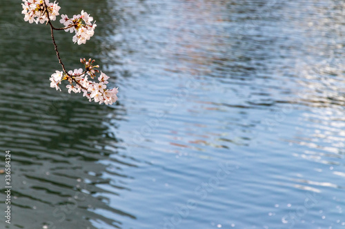 横浜みなとみらいの桜（撮影場所：横浜新港橋）