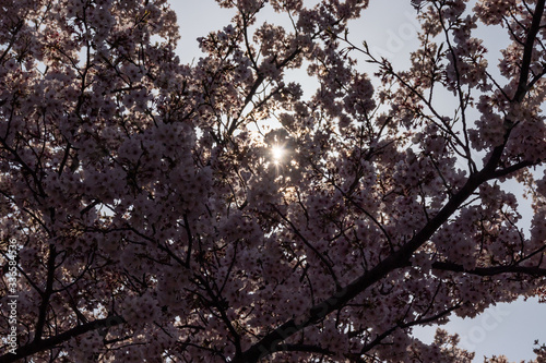 横浜みなとみらいの桜（撮影場所：横浜さくら通り）