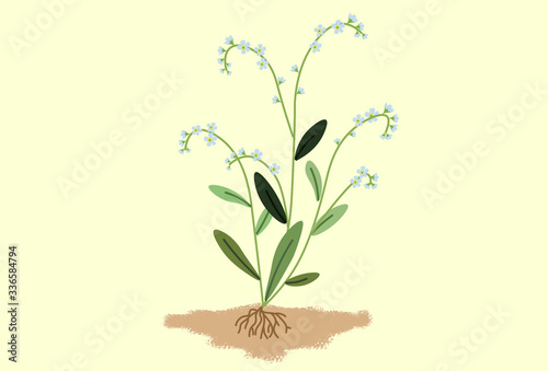 Home plants in pots and with flowers  background  wallpaper