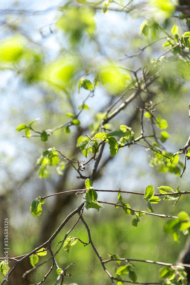 hazelnut tree spring blossom leaves hazelnut tree spring blossom leaves