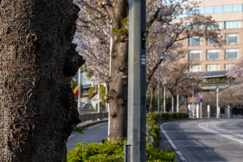 横浜みなとみらいの桜（撮影場所：横浜さくら通り）