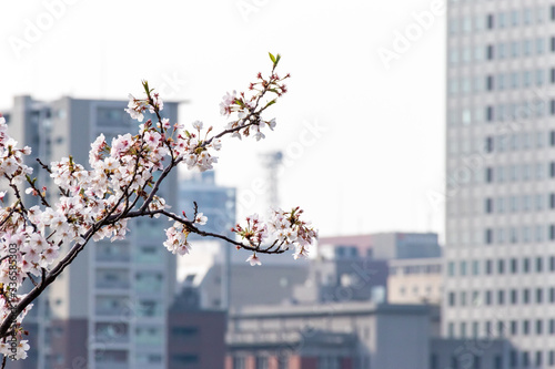 横浜みなとみらいの桜（撮影場所：横浜さくら通り）