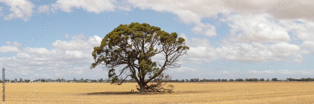 panoramic view of freshly harvested farm fields in rural Victoria with a single lone native gum tree standing in the middle of the field.