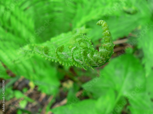 fern leaf with water drops