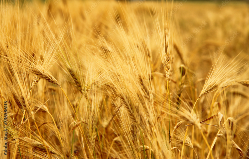 Golden Ears On The Summer Field Before Harvest Golden Ears On The Summer Field Before Harvest