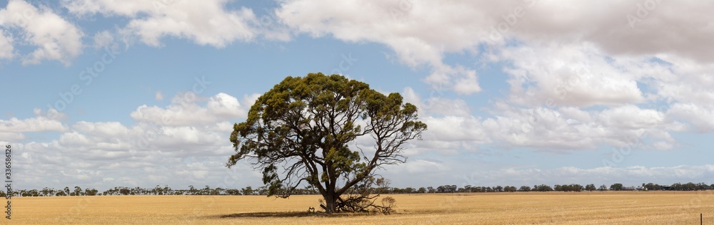 panoramic view of freshly harvested farm fields in rural Victoria with a single lone native gum tree standing in the middle of the field.