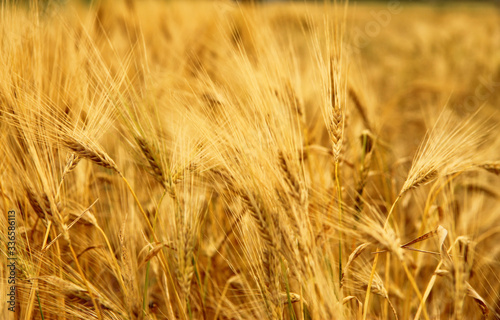 Golden Ears On The Summer Field Before Harvest