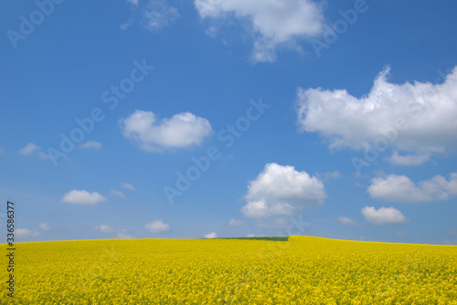 Blooming canola field. Rape on the field in summer. Bright Yellow rapeseed oil. Flowering rapeseed. with blue sky and clouds