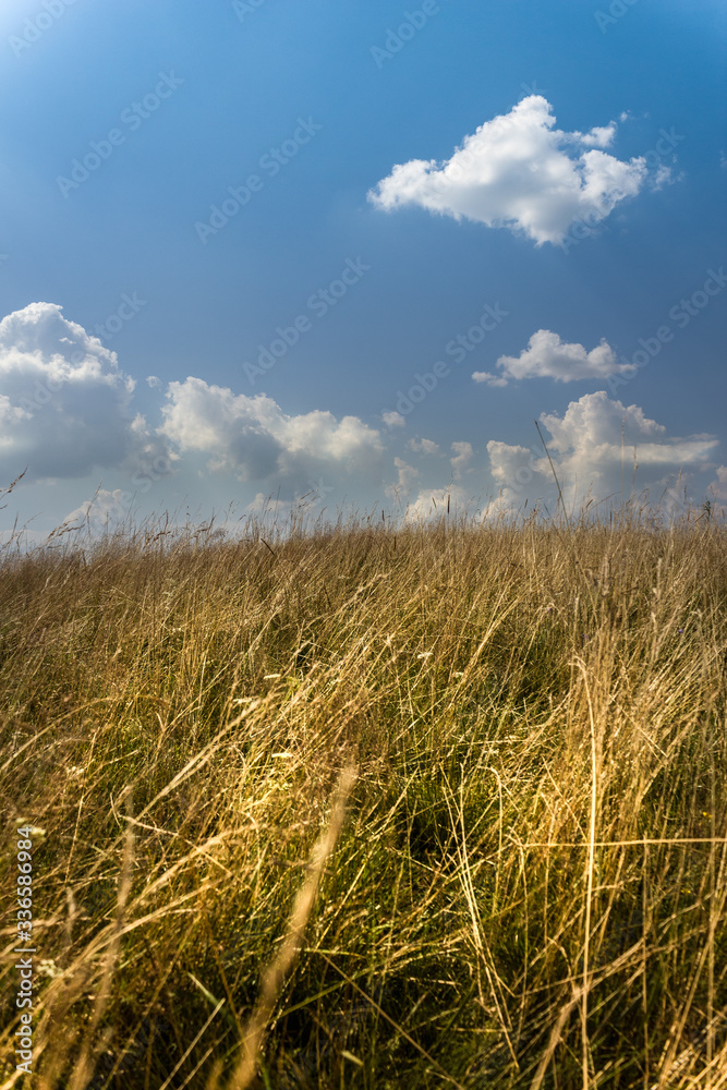 Fototapeta premium Wild grass and blue sky in summer