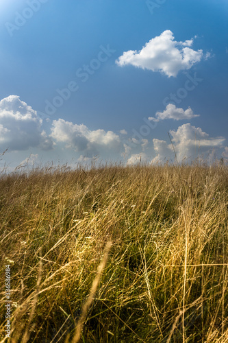 Wild grass and blue sky in summer
