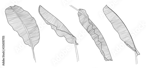 Banana leaves , Banana palm tree collection, Design element  for wallpaper, cover design, tropical pattern, line arts texture, packaging design vector illustration.