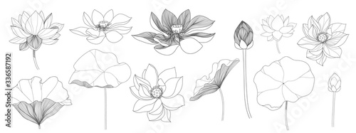 Lotus hand drawn vector set, Collection of lotus flowers for logo, luxury wedding  invitation, cover, packaging, pattern and background template.