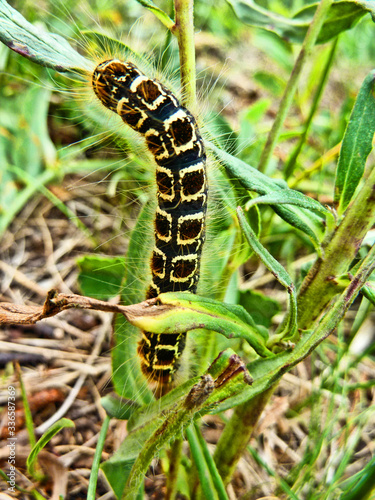 Azalea Moth caterpillar yellow black stripes a caterpillar on a withered stalk crawling up in search of food © ElenaEmiliya