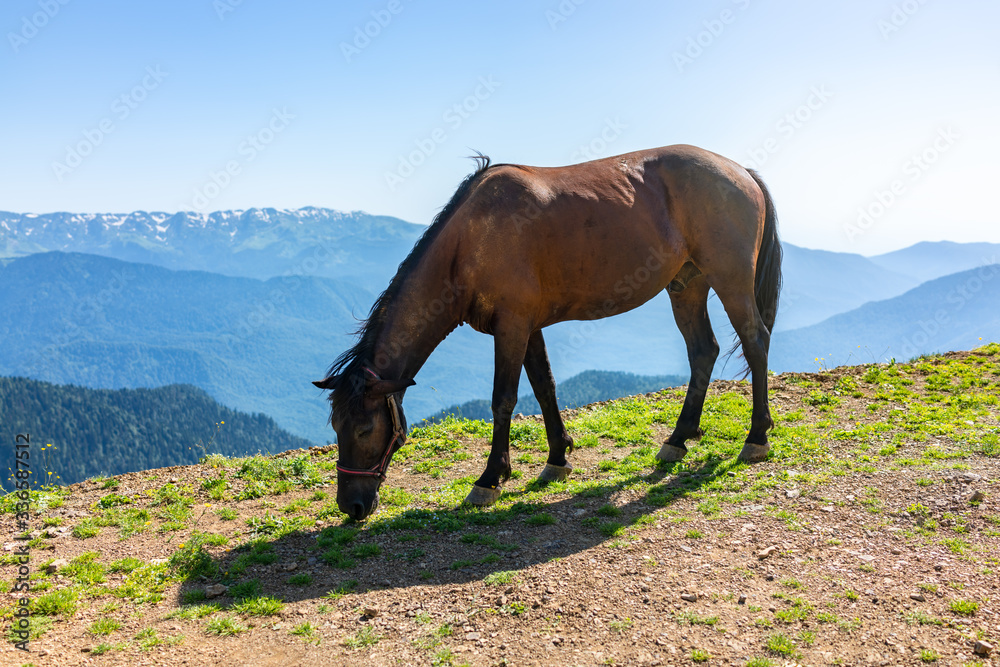 A brown horse grazes in the mountains.