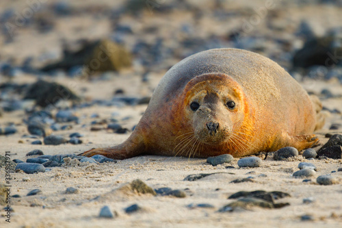 Kegelrobbe (Halichoerus grypus) auf Helgoland, Deutschland photo