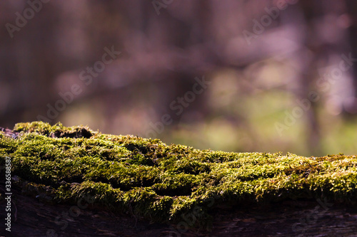 Moss Tree trunk top for your decoration and spring landscape photo