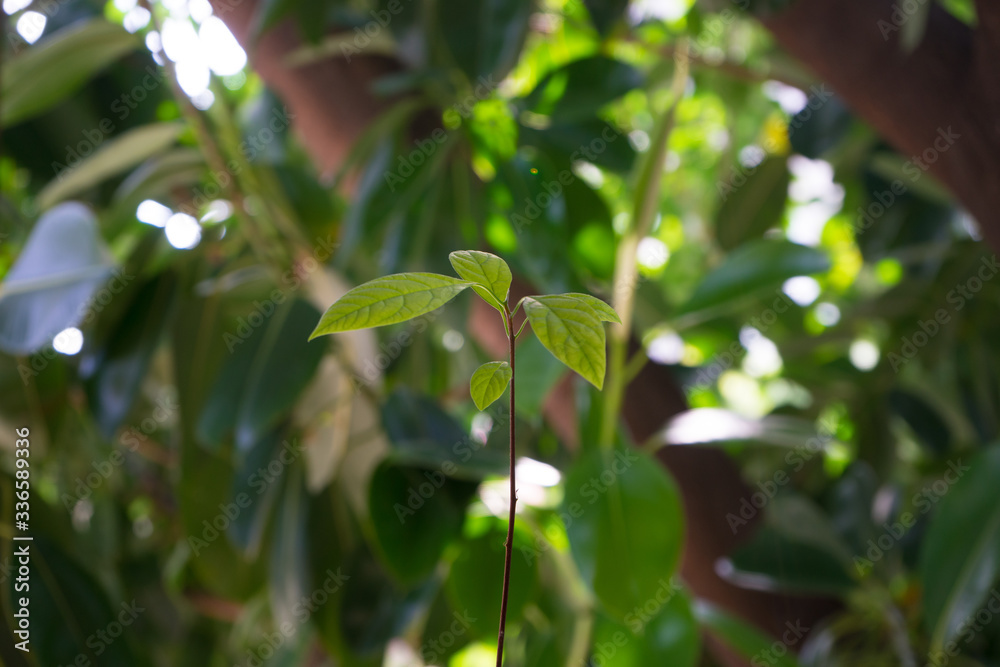 small avocado plant on vegetation background small avocado plant on vegetation background