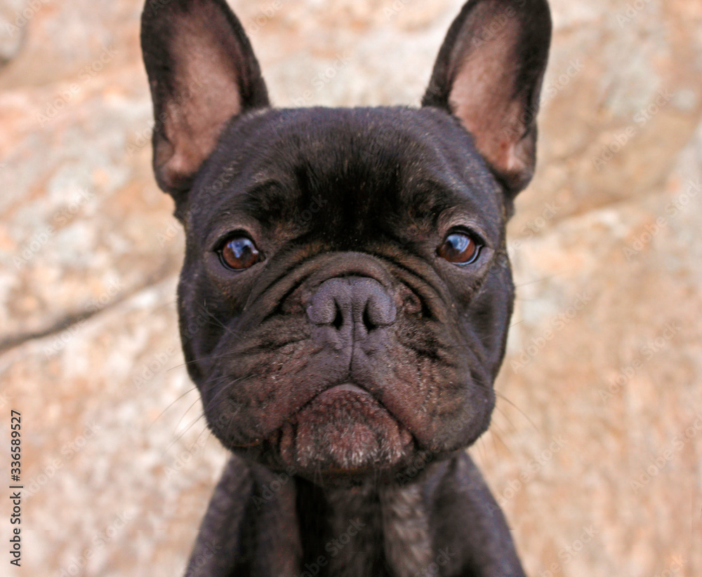 Obraz premium Bull dog francés negro con cara adorable - perro bonito - bull dog de frente
