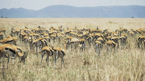 Fotografia a gazelle herd wagging their tails at serengeti