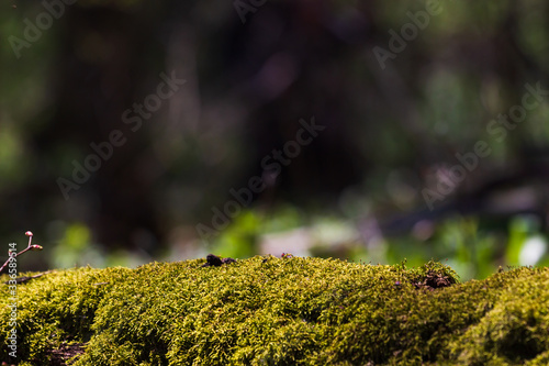 crystal globe resting on moss in a forest - environment concept. Copy space