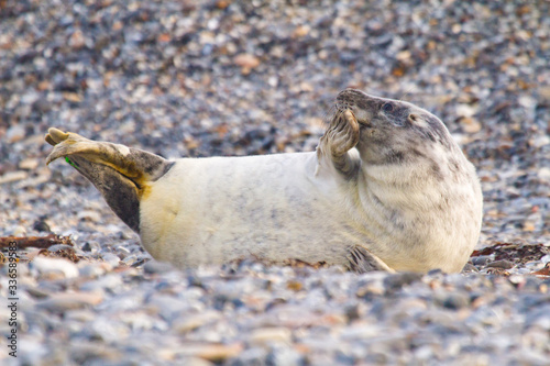 Junge Kegelrobbe (Halichoerus grypus) auf Helgoländer Düne, Helgoland, Deutschland photo