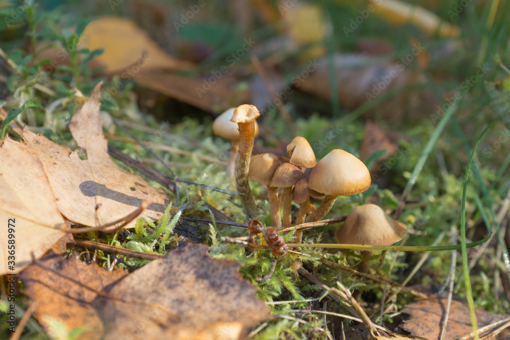 Mushroom pale toadstool in the forest Mushroom pale toadstool in the forest