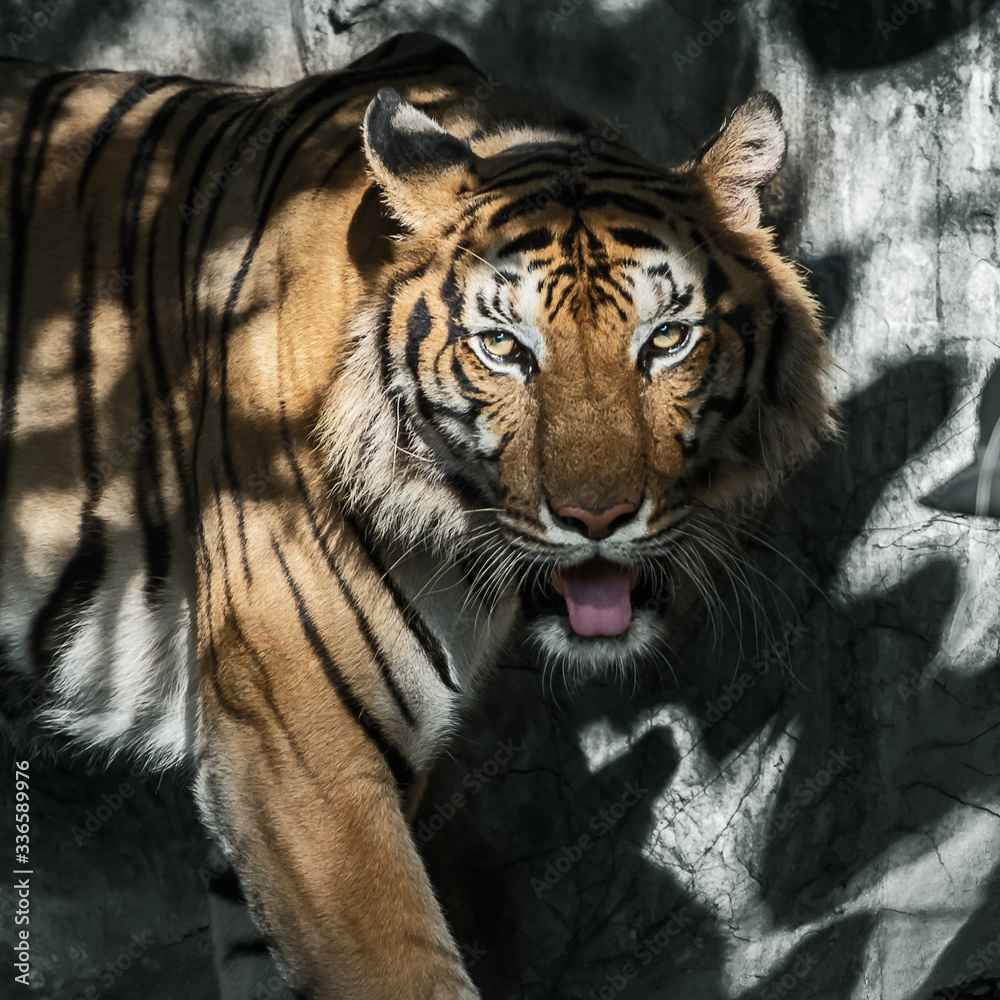 Naklejka premium The tiger looked at me, his eyes look scary.