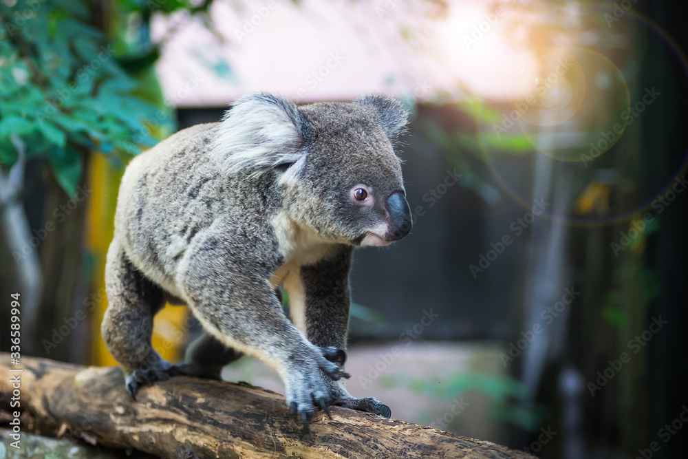 Fototapeta premium A wild Koala climbing the branch