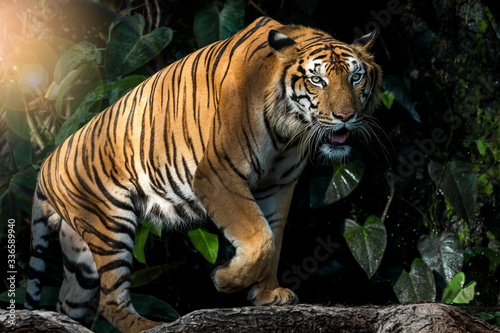 The tiger walks in the forest to find food.  Panthera tigris corbetti  in the natural habitat  wild dangerous animal in the natural habitat  in Thailand.