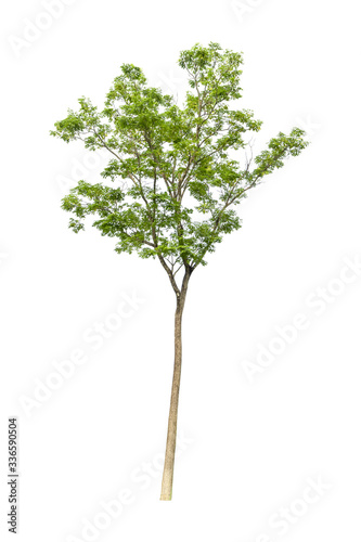 Trees on a isolated white background