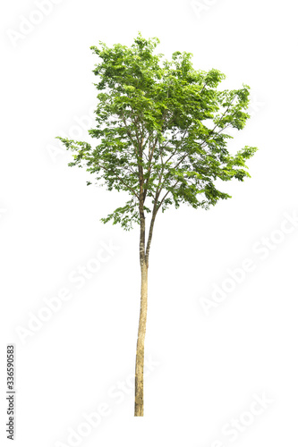 Trees on a isolated white background