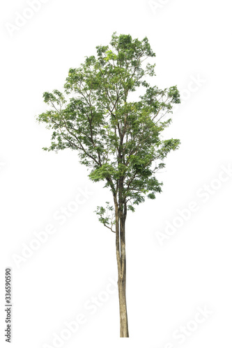 Trees on a isolated white background