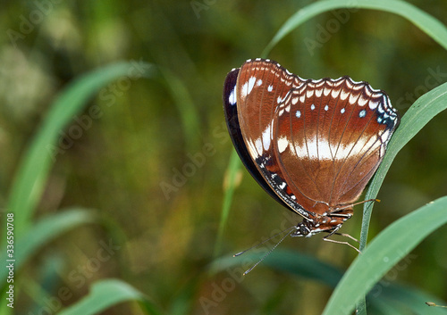 A macro image of an Australian woodland butterfly, facing down as it clings to a blade of grass in the early autumn morning; selective-focus creating a pleasing green grass and vegetation background.
