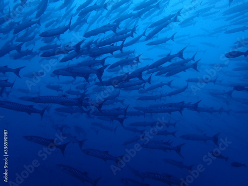 ボルネオ島の海のバラクーダの大群