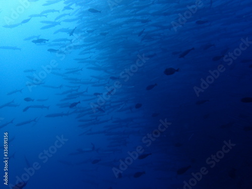 ボルネオ島の海のバラクーダの大群