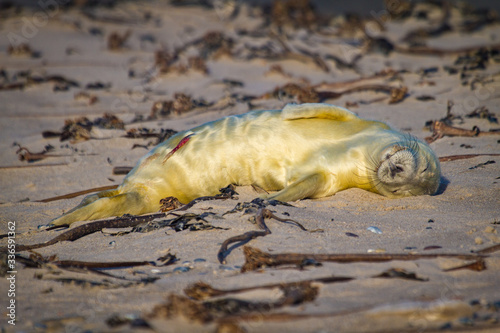 Neugeborene Kegelrobbe (Halichoerus grypus) auf Helgoland, Deutschland photo