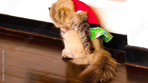 Brown Persian pet cat wearing a cute Christmas outfit and grooming, candid home life moment photo