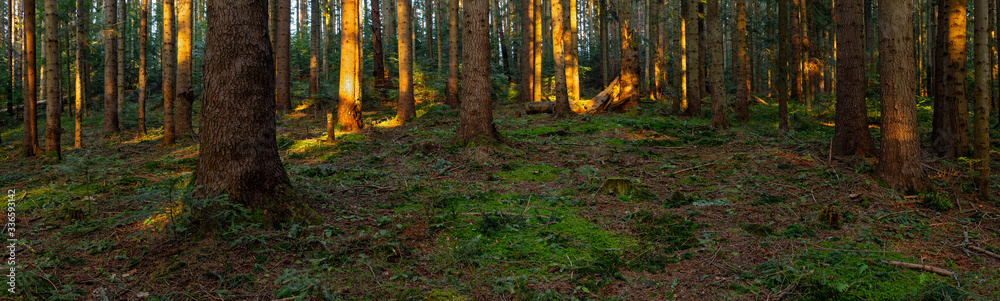 European silver fir forest, Sunbeams Illuminating Moss and Fern Covered Forest Floor, Creating a Mystic Atmosphere. Carpathian coniferous forest. Panorama of natural coniferous forest.
