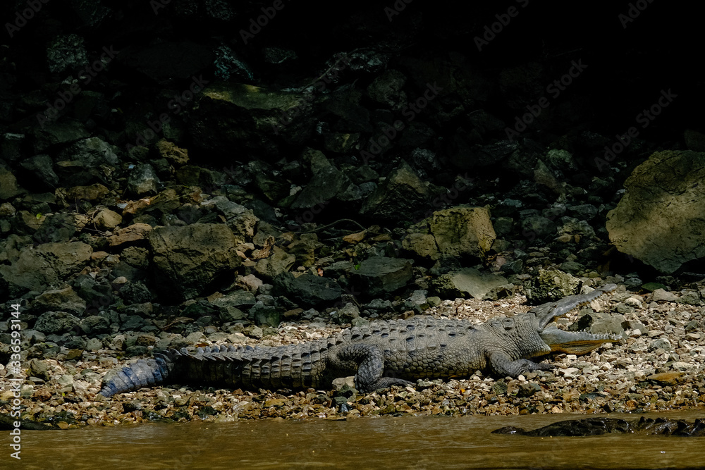 Mexico Canyon Sumidero Live crocodile lies in the sun on stones in the wild