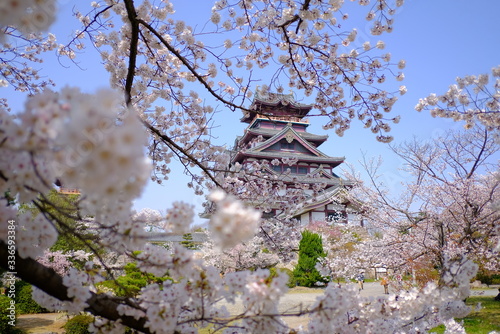 京都　伏見桃山城の桜
