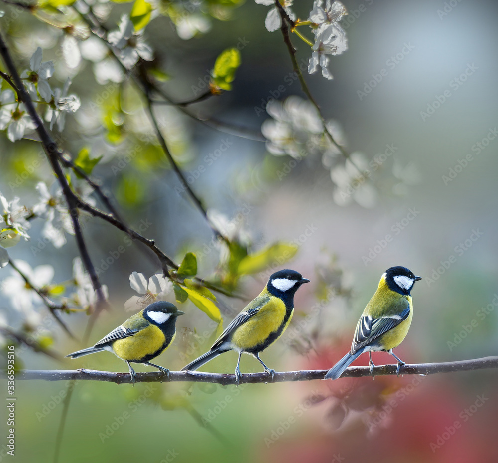 Fototapeta premium great tit (Parus major) in the spring garden