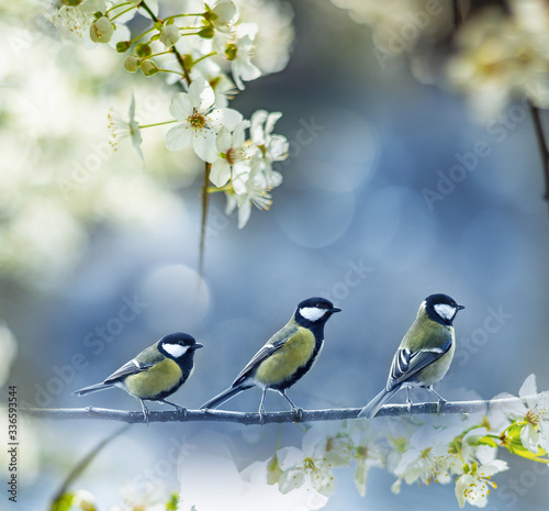 birds - great tit  Parus major in the spring garden © Vera Kuttelvaserova