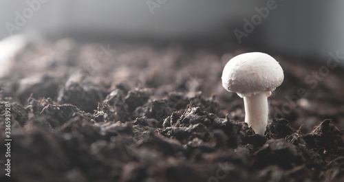 Delicious food. Mushroom champignon in farm